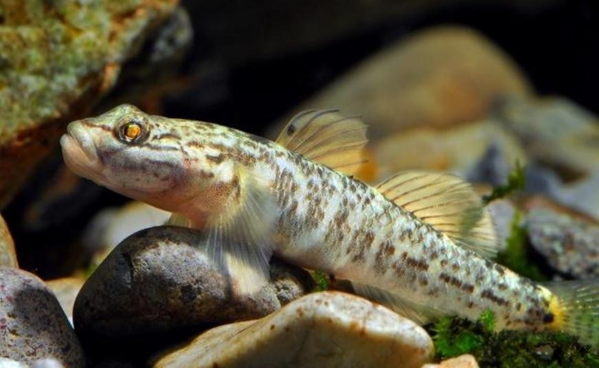 蝦虎魚怎麼養