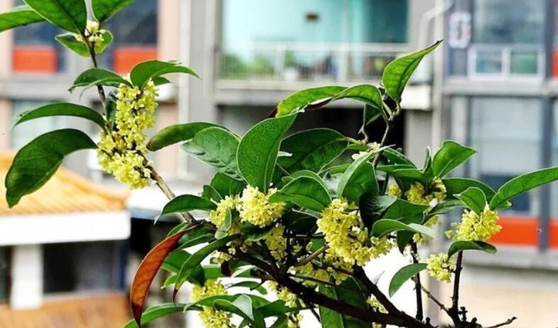 盆栽桂花冬天怎麼養