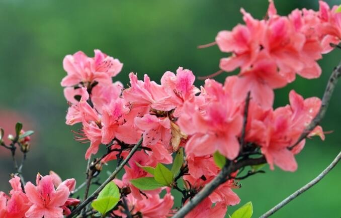 北方怎麼養杜鵑花