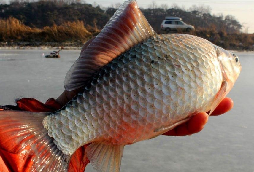 黑坑釣鯉魚小藥有哪些