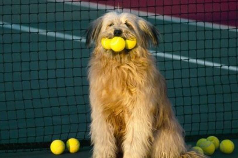 奧達獵犬飼養方法是什麼