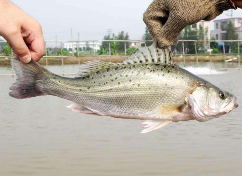 釣海鱸魚的三種實用方法