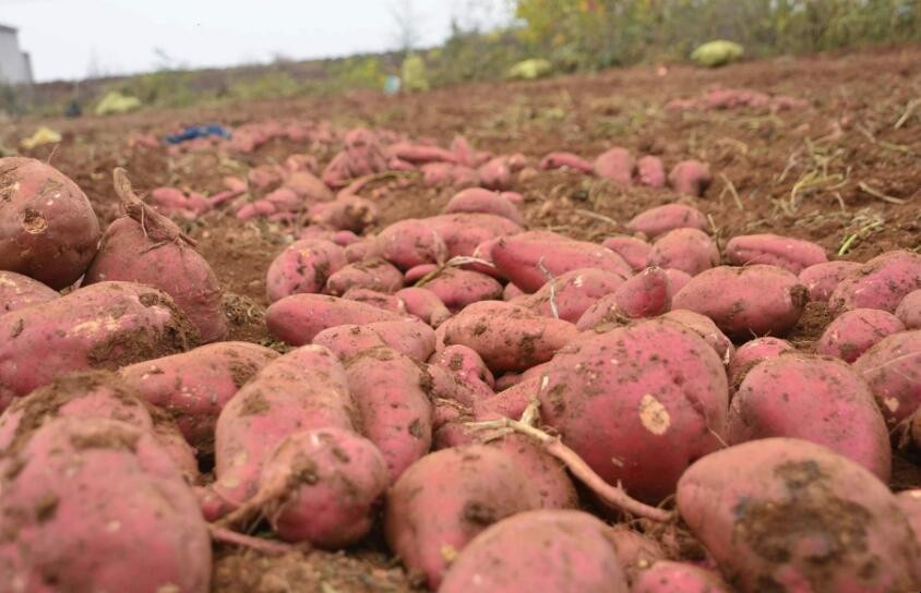 紅薯渣做肥料含有什麼成份