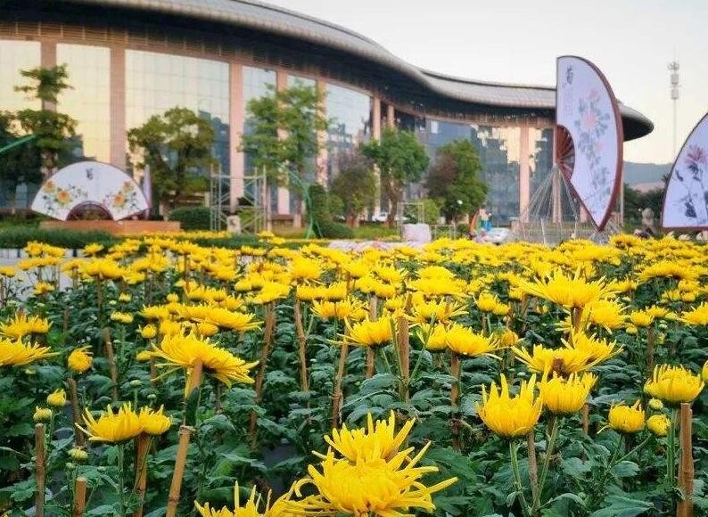 三明洋溪菊花展地址在哪