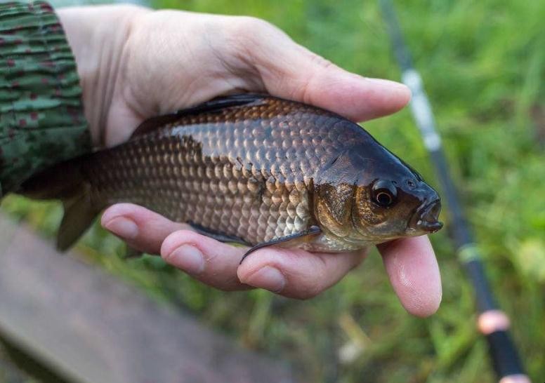 小黃面釣鯽魚可以嗎