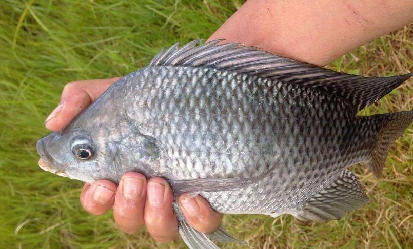 釣羅非魚的技巧是什麼