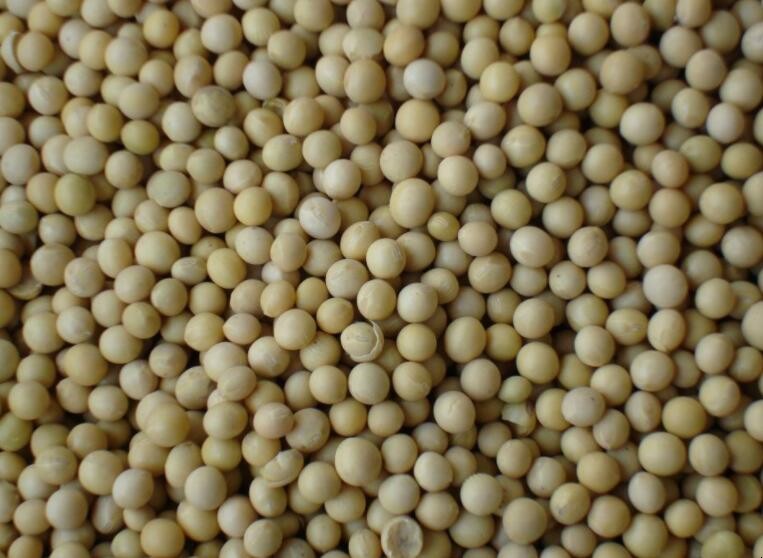 自制黴黃豆的做法是什麼