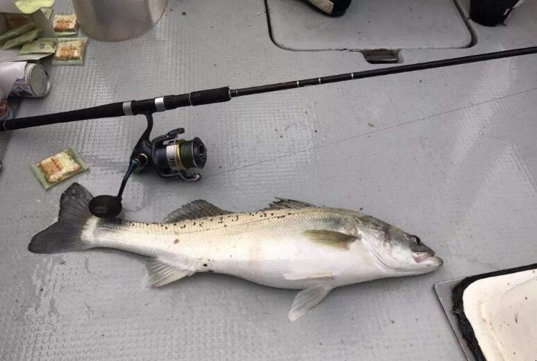 海釣鱸魚技巧是什麼