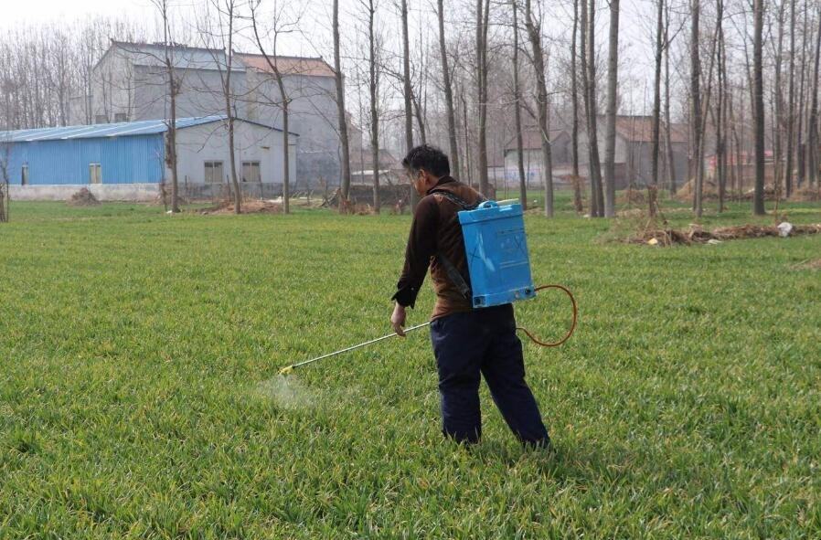 小麥打除草劑能加蕓苔素嗎