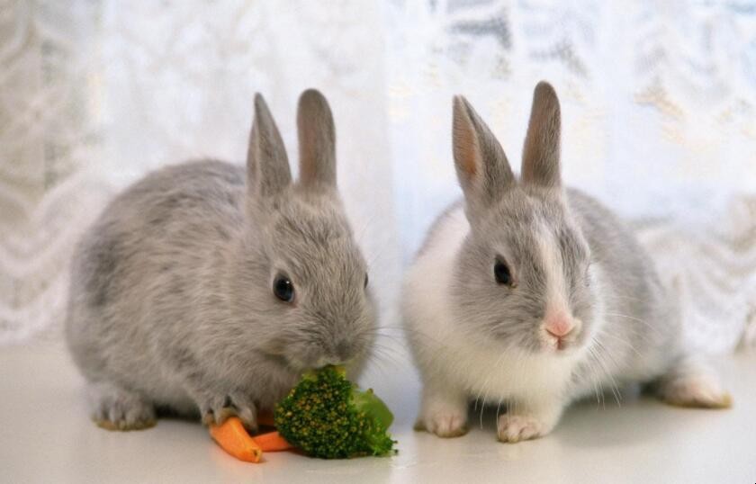 銀狐兔飼養方法是什麼