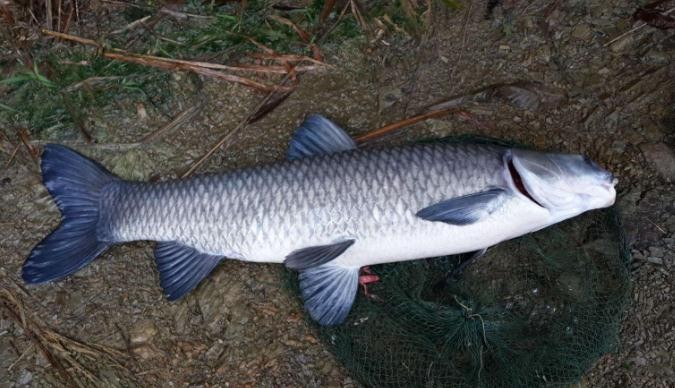 青魚釣底還是釣浮