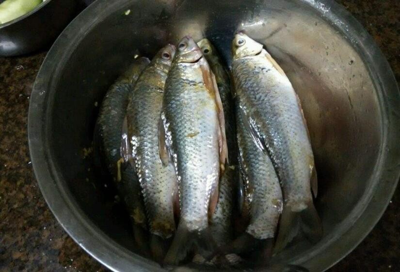 怎樣釣鯪魚