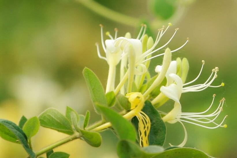 金銀花種植前景如何