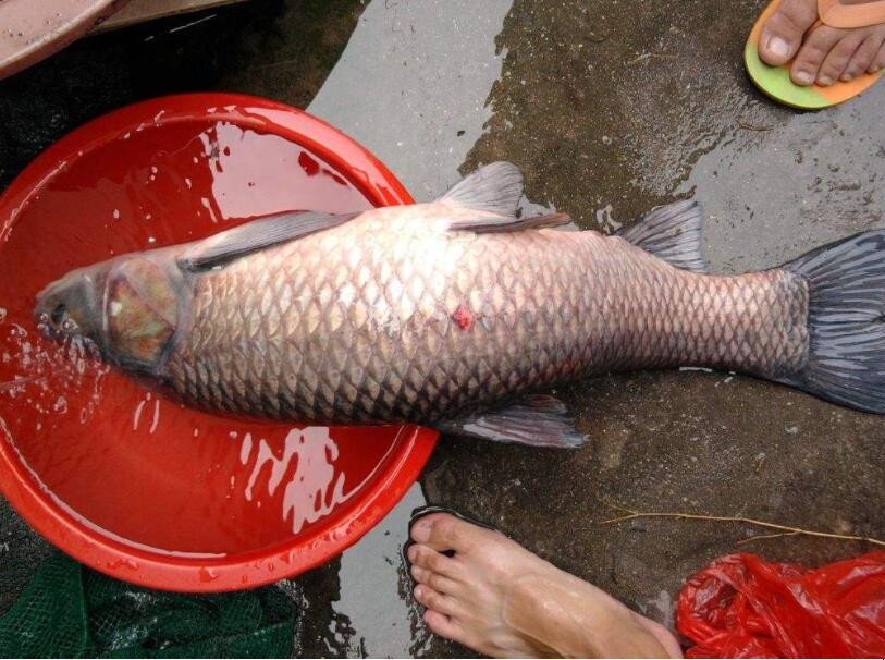 怎樣釣大青魚