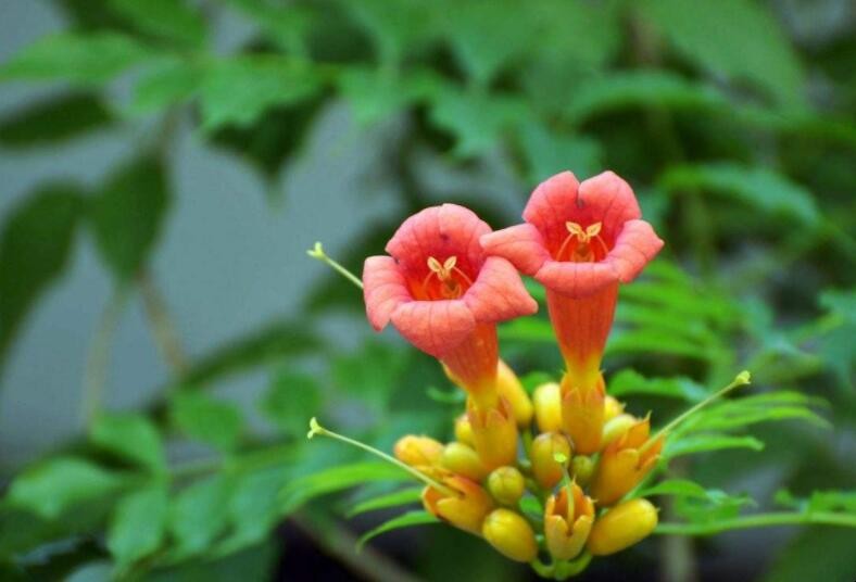 凌宵花如何養殖