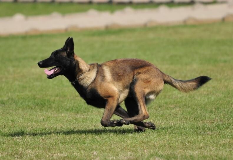 怎樣訓練馬犬叼東西