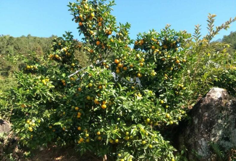 秋季掛果樹怎麼修剪