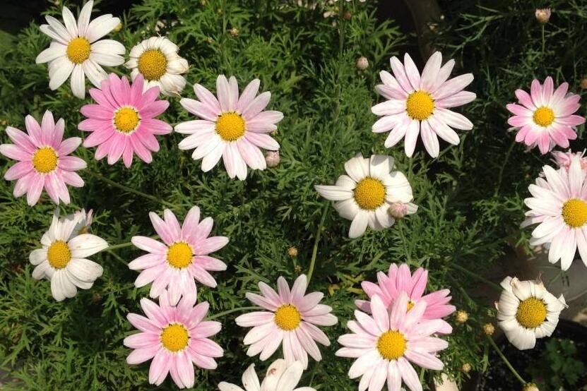 瑪格麗特花夏季怎麼養