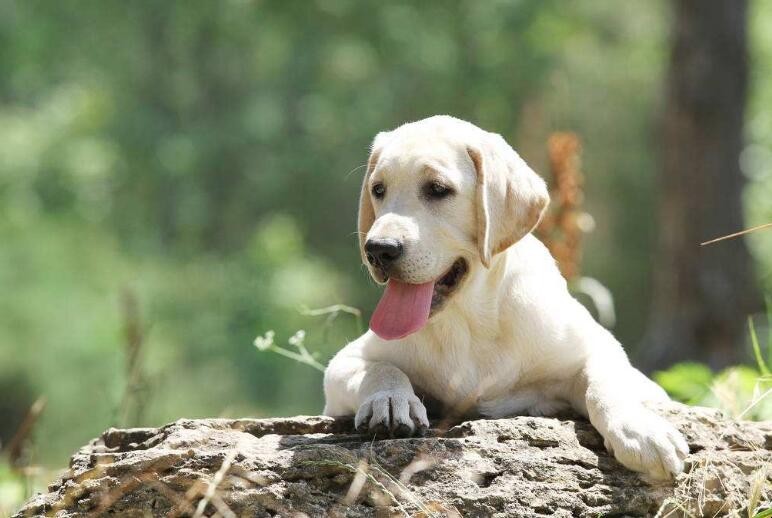 拉佈拉多犬的訓練方法是什麼