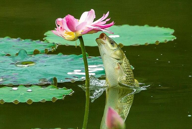 池塘淡水魚養殖什麼品種好