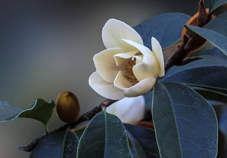 含笑花爛根瞭怎麼辦