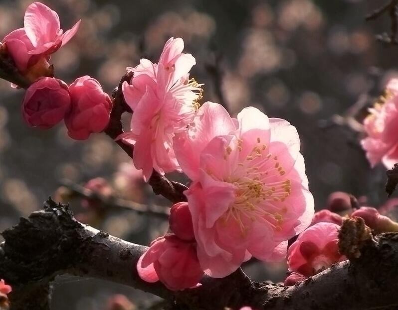 梅花怎麼嫁接