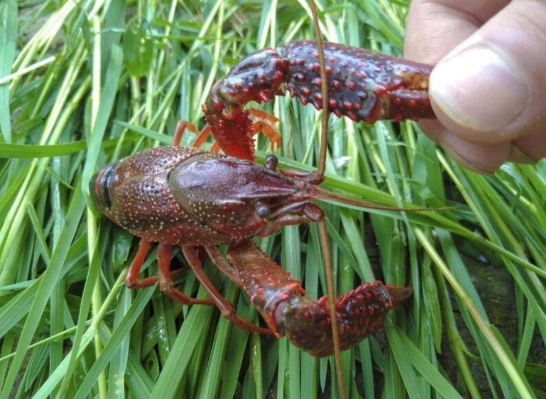 冬天小龍蝦怎麼肥水