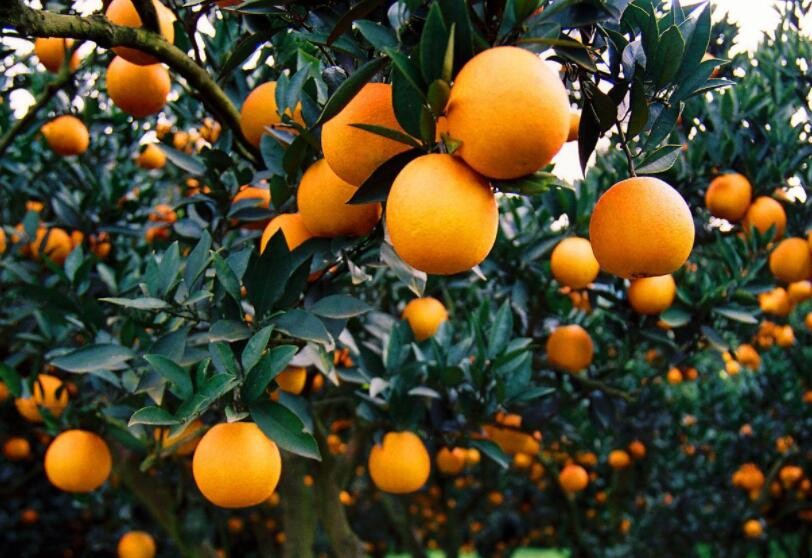 蚜蟲對柑橘有哪些危害