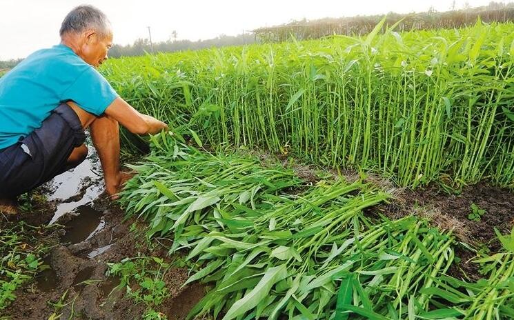 空心菜種植技術是什麼