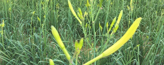 黃花菜怎麼種植 黃花菜如何種植