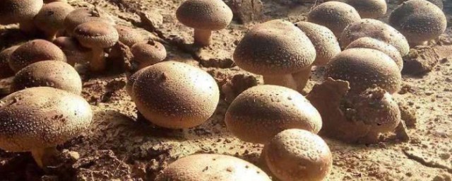 香姑怎麼種植 如何種植香菇