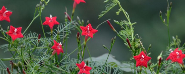 蔦蘿花種子怎麼種植 蔦蘿花種子如何種植