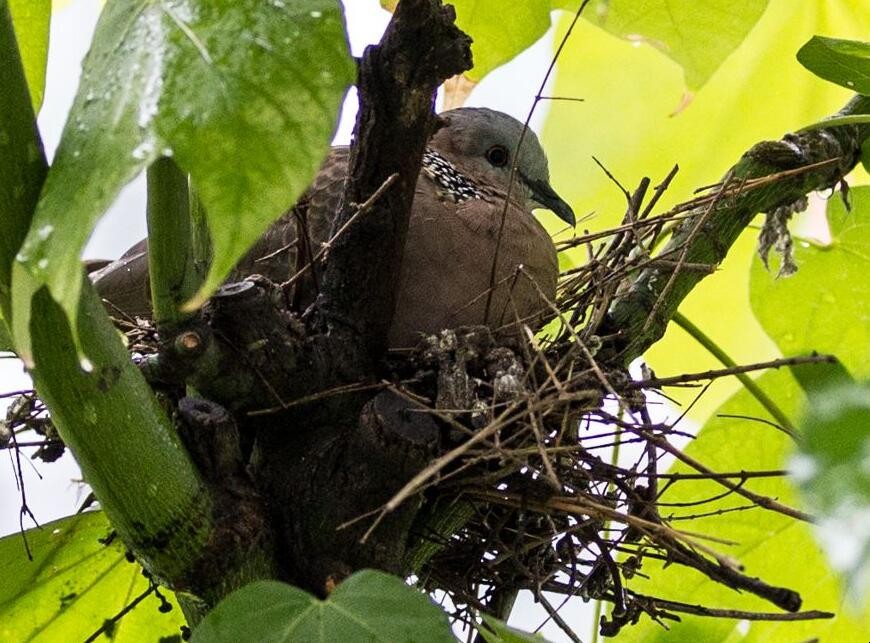 如何找斑鳩窩