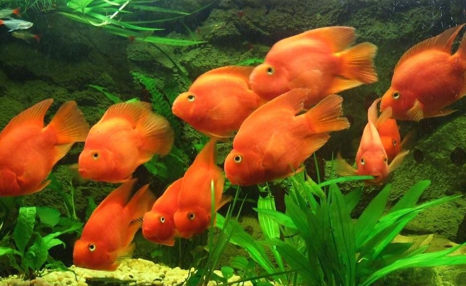 魚缸燈光的作用有哪些