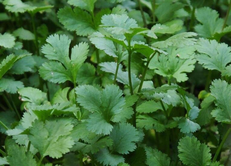 高溫可以種香菜嗎