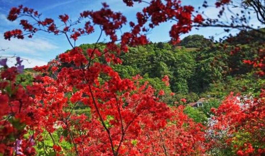 映山紅耐寒零下幾度