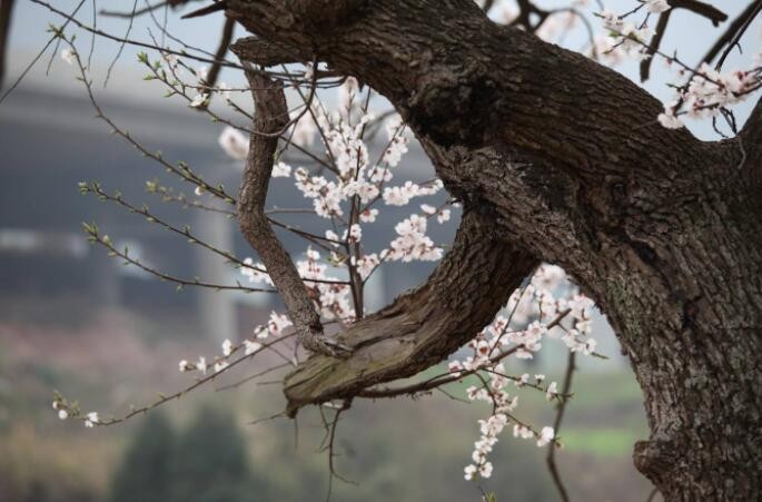 桃樹什麼時候發芽