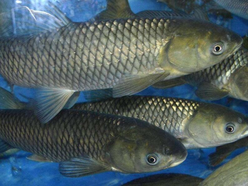 流水河裡怎樣釣草魚