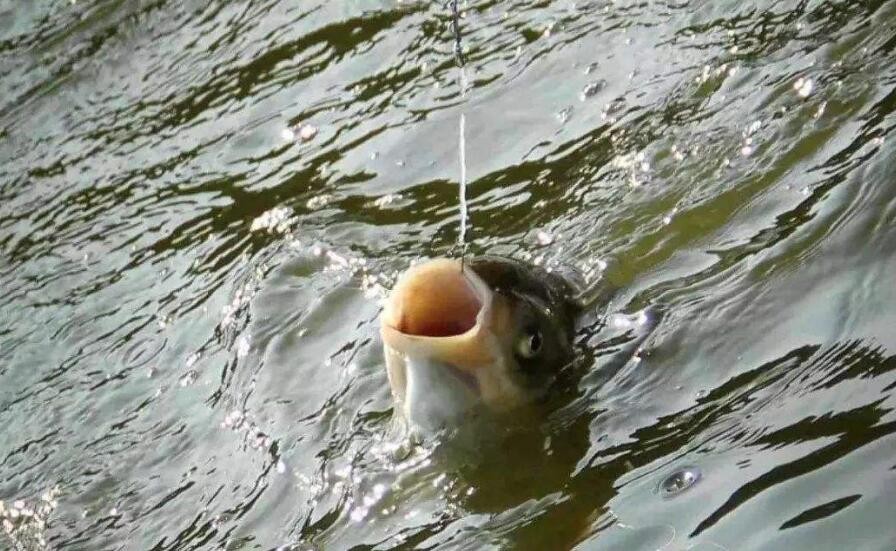 鰱鳙什麼時候好釣