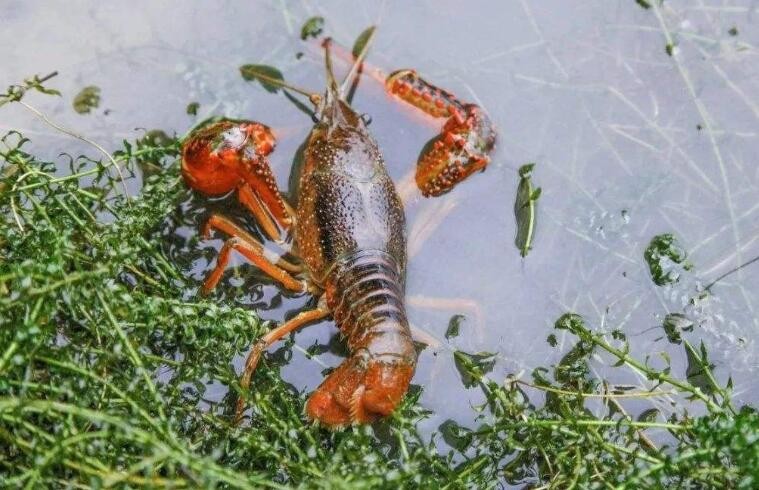 養殖龍蝦需要什麼條件