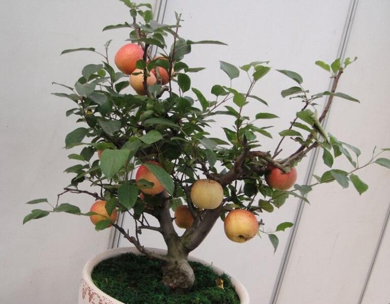 盆栽蘋果樹的養殖方法是什麼