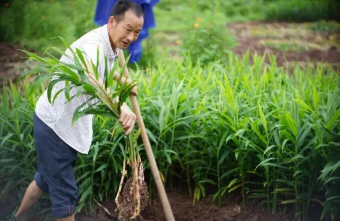 香薑種植技術是什麼