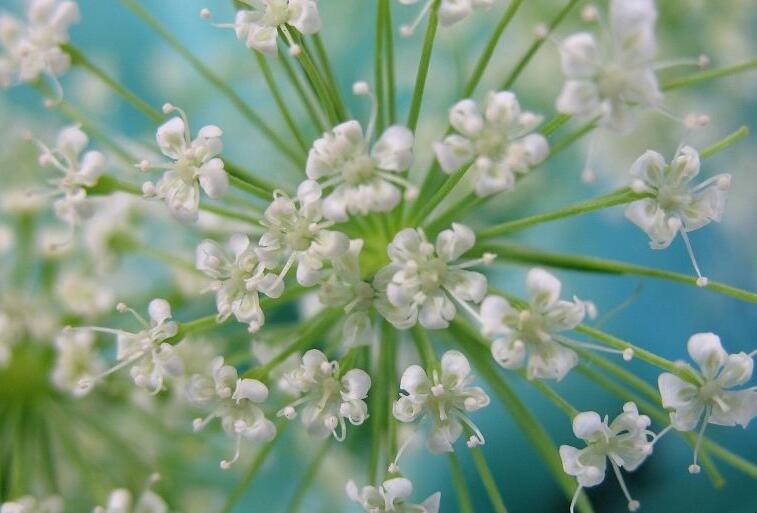 滿天星一年開幾次花