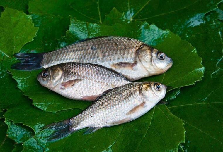 釣鯉魚用什麼餌料最好