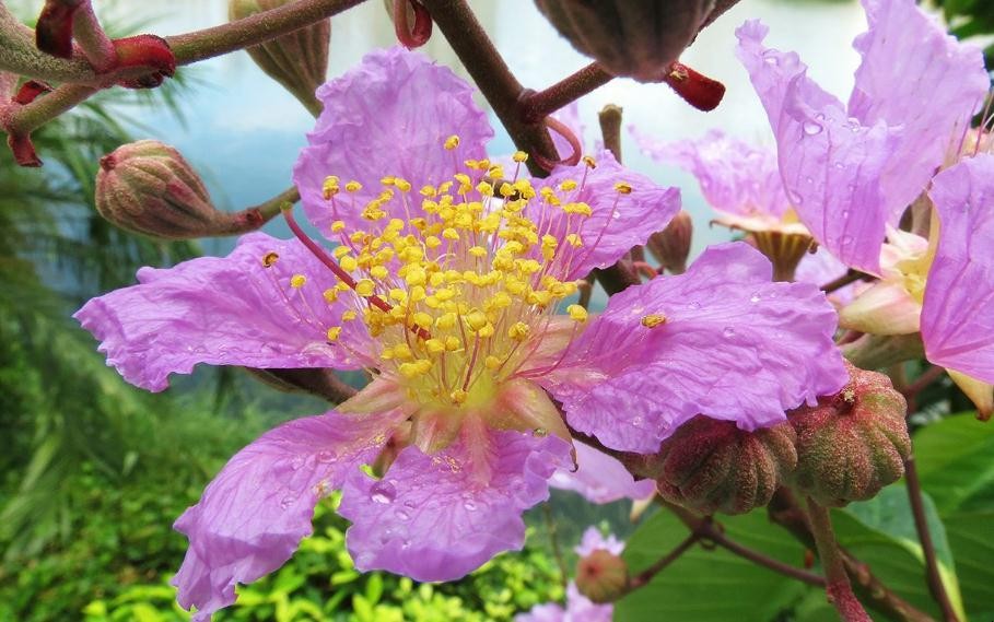 紫薇花怎麼養殖