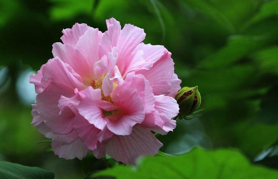 芙蓉什麼季節開花