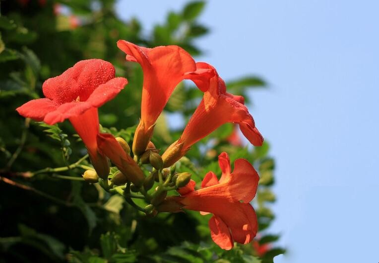 扦插的凌霄花幾年開花