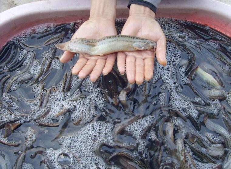 泥鰍養殖前景怎麼樣