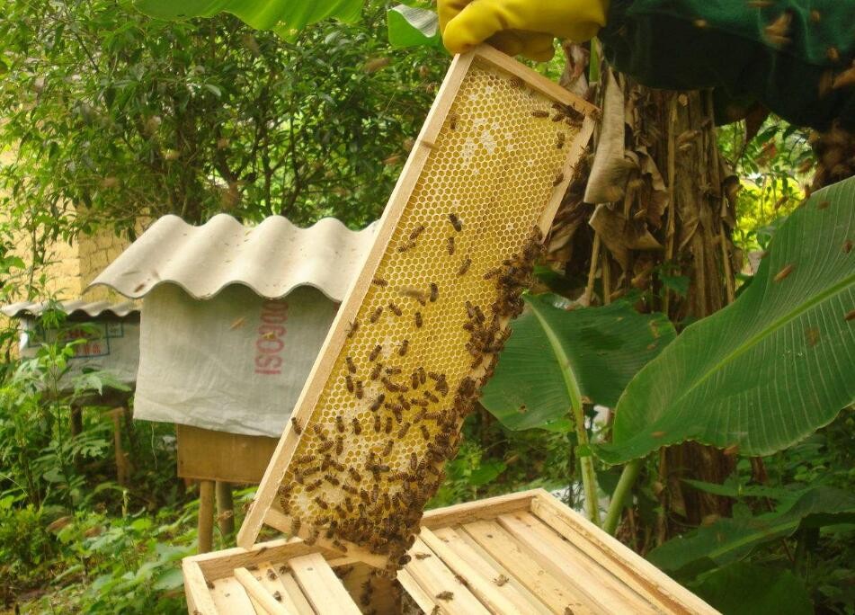 蜜蜂可以放在樓頂上養嗎