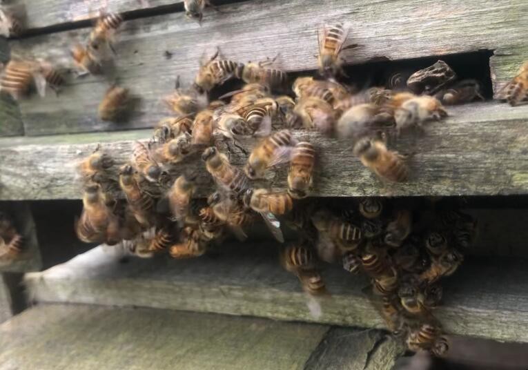 蜜蜂打架是什麼原因